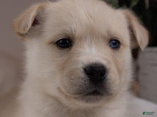 Goberian dogs Frosty - Ad 18