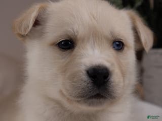 Goberian dogs Frosty - Ad 19