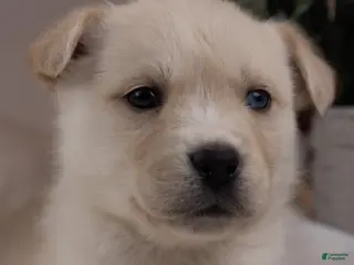 Goberian dogs Frosty - Ad 9