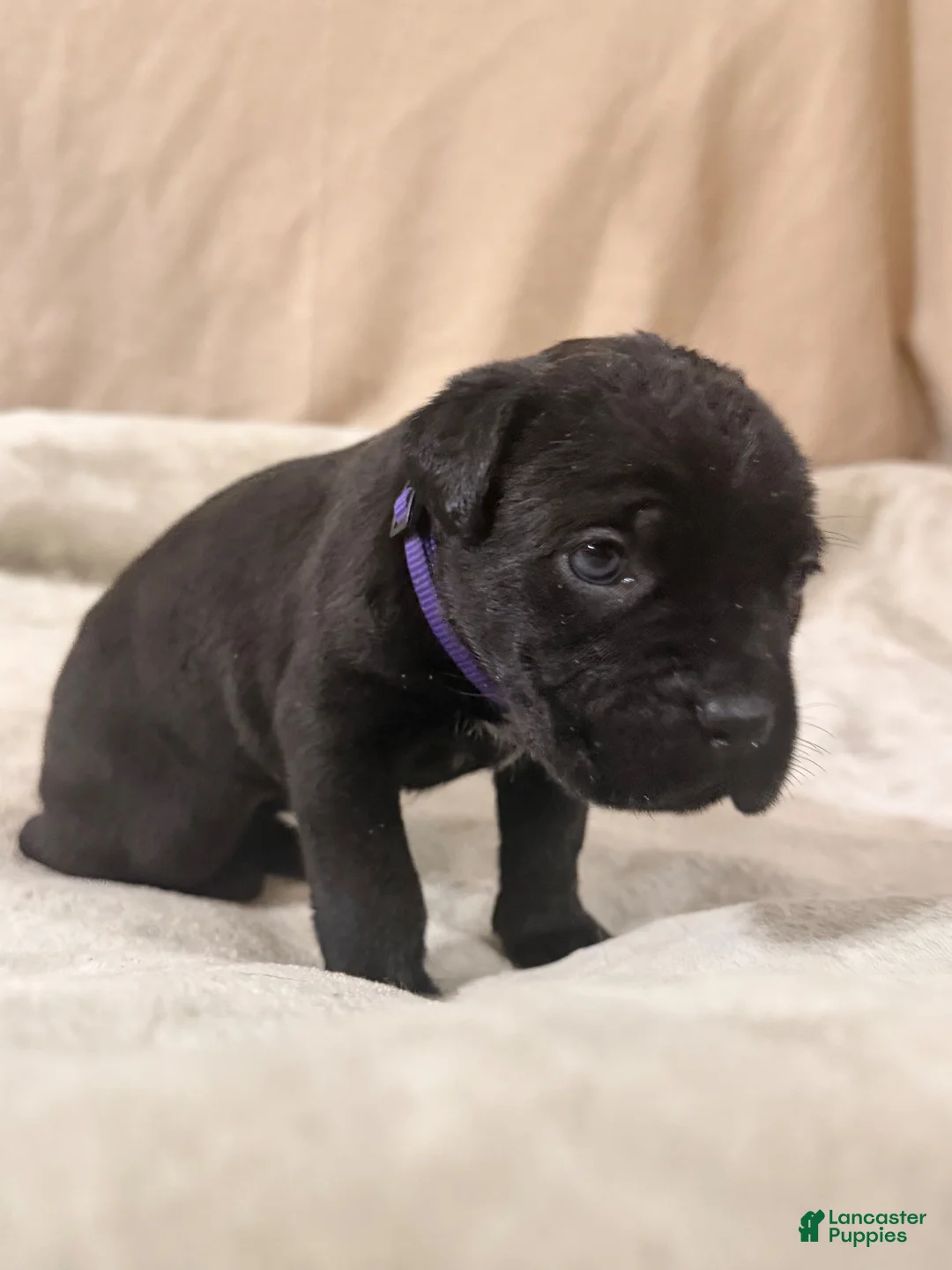 Cane Corso dogs for sale: Purple - Ad 2