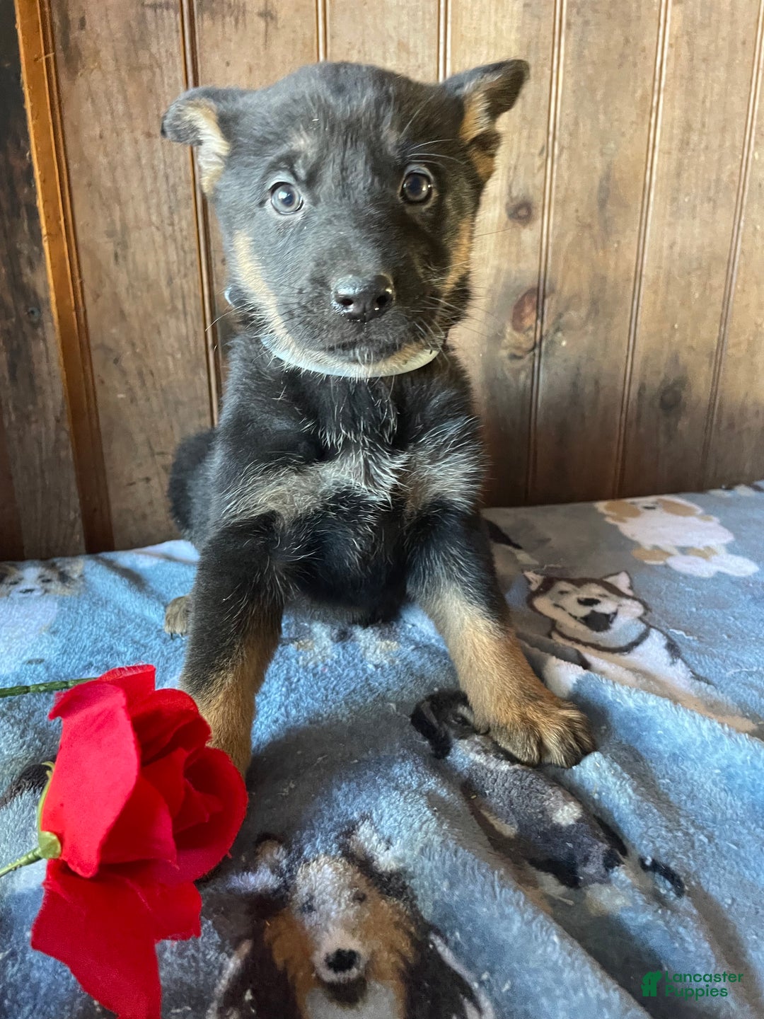 German Shepherd dogs for sale: Angel - Ad 3