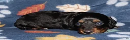Miniature Dachshund dogs for sale: Flossy’s female - Ad 6