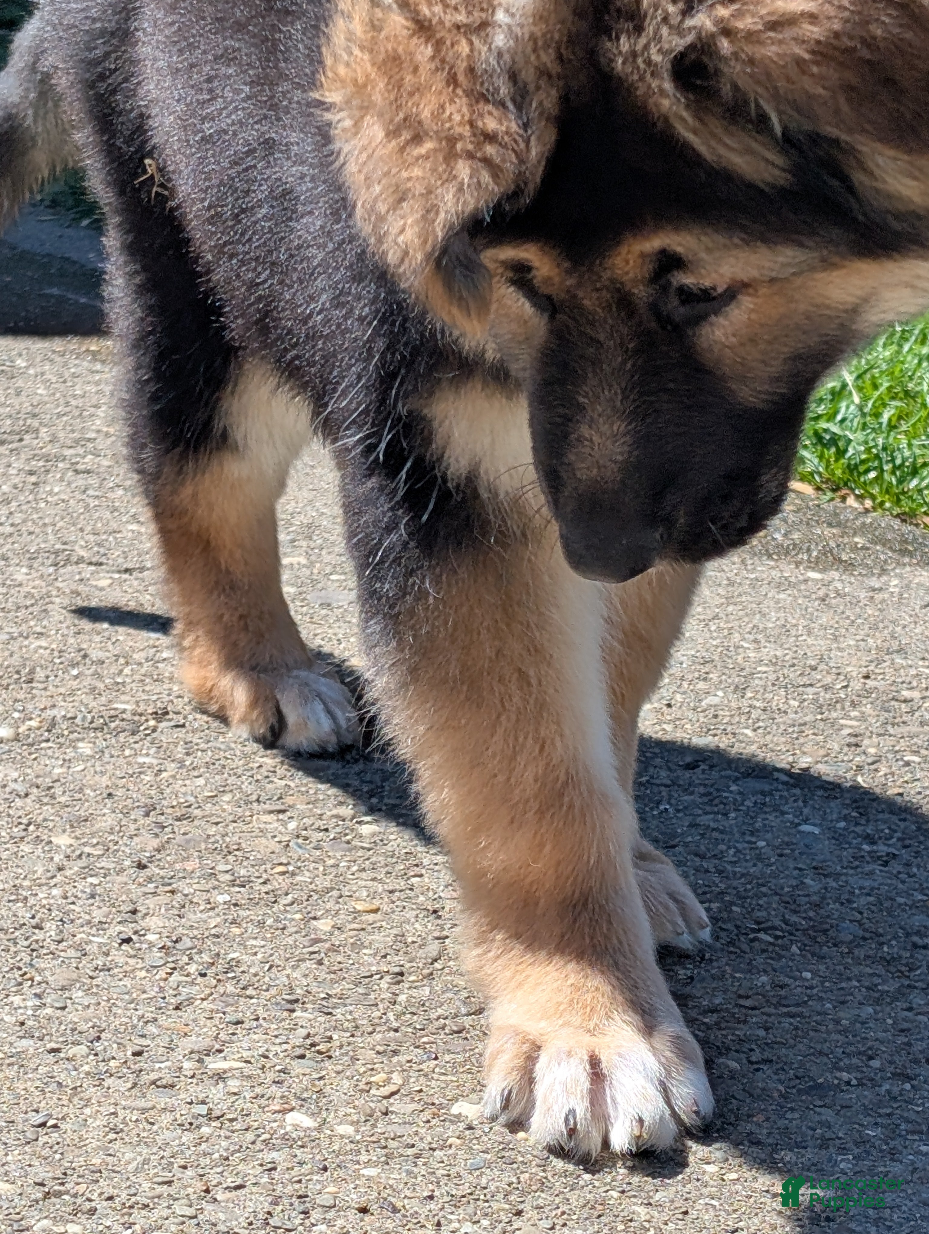 German Shepherd dogs Hialeah  - Ad 2