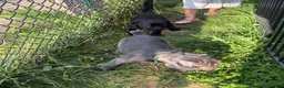 Cane Corso dogs for sale: Ghost - Ad 5