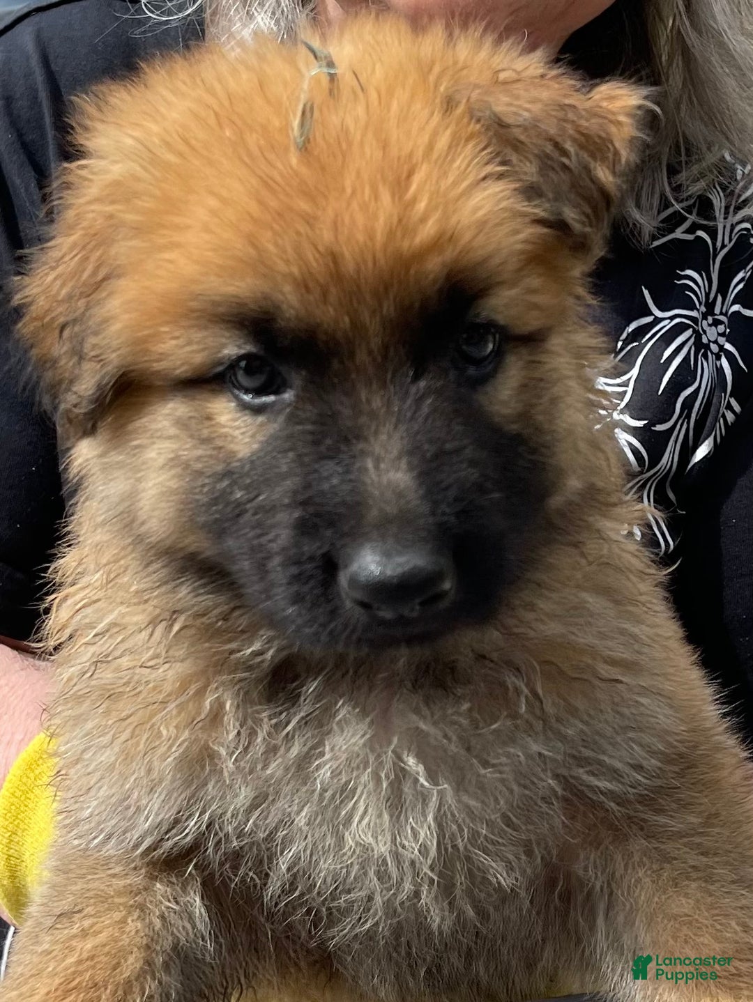 German Shepherd dogs for sale: Dorey - Ad 3