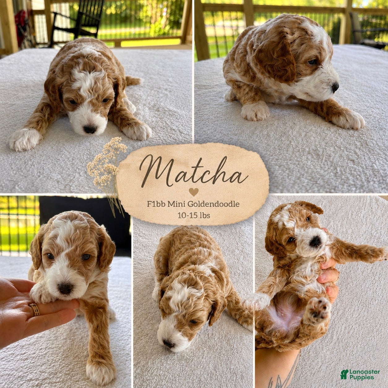 Mini Goldendoodle dogs MATCHA🐾- Female Available Apricot with Tuxedo Markings - Ad 18