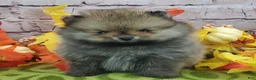 Pomeranian dogs for sale: Fajita - Ad 8