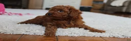 Toy Poodle dogs for sale: Mia - Ad 6