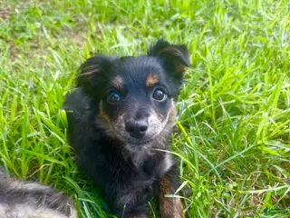 Pomapoo dogs Rico - Ad 8