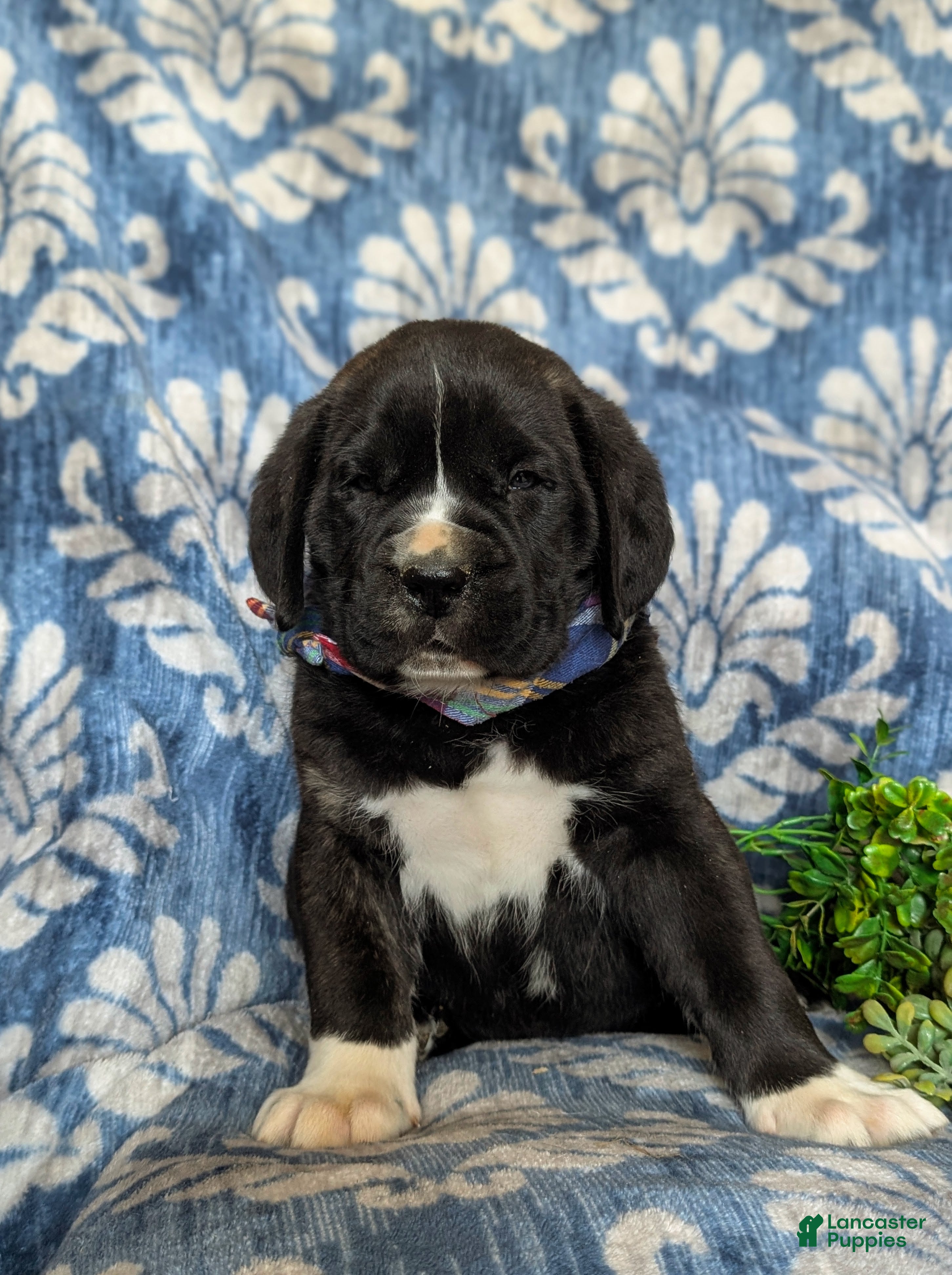 Cane Corso dogs Cane Corso Puppy 1 - Ad 2