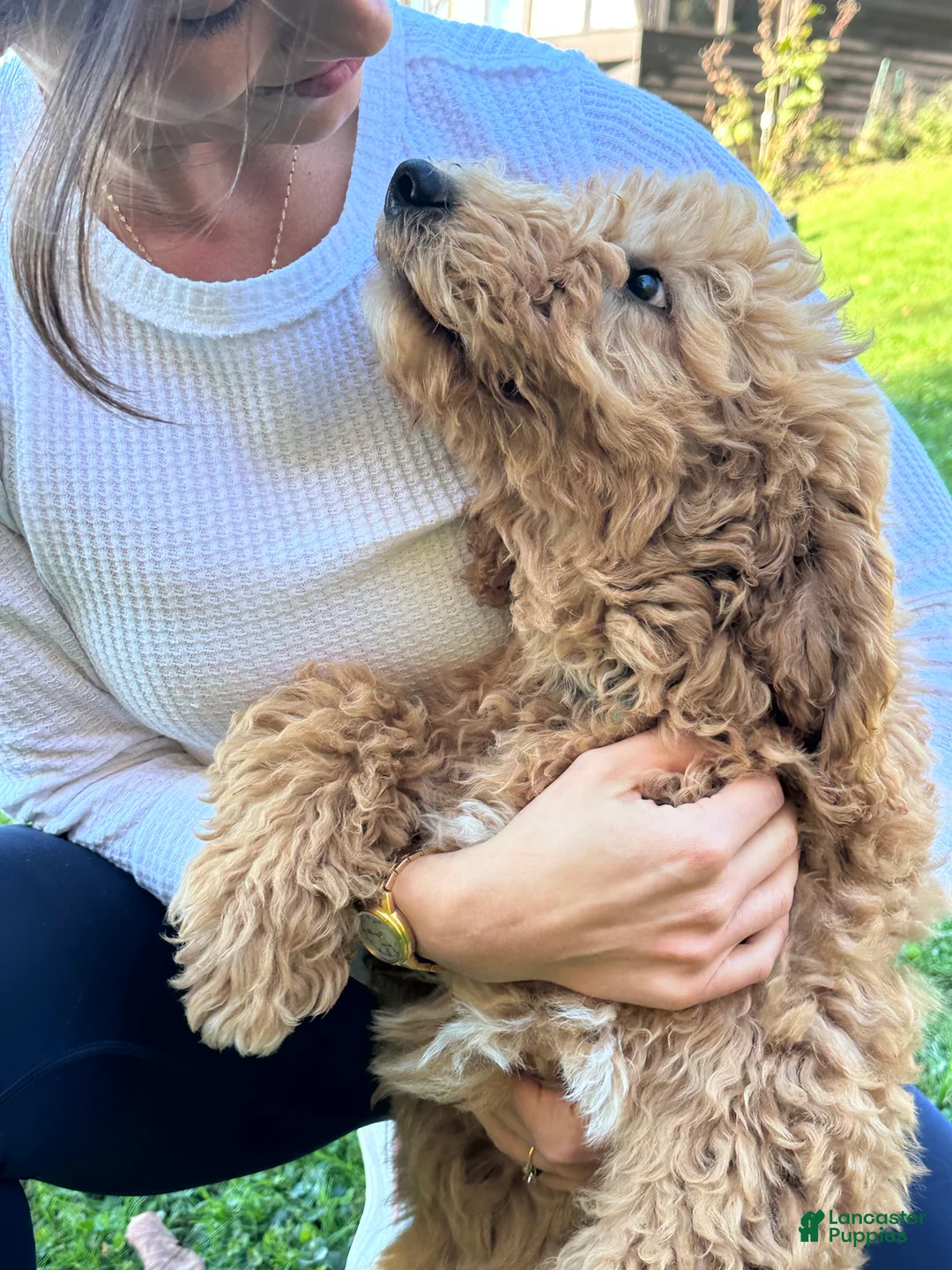 Goldendoodle dogs for sale: Daisy von BridleWoof  - Ad 2