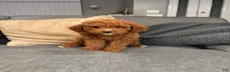 Mini Goldendoodle dogs for sale: Freddy - Ad 2