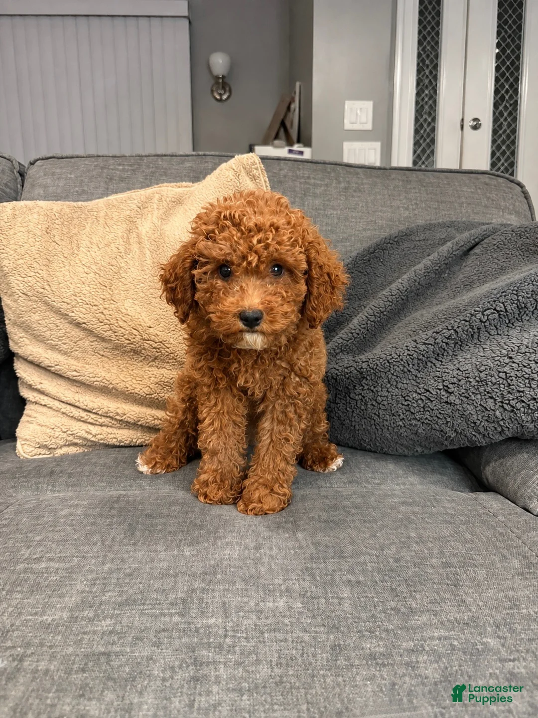 Mini Goldendoodle dogs for sale: Freddy - Ad 2