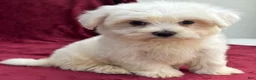 Maltese dogs for sale: Dolly - Ad 2