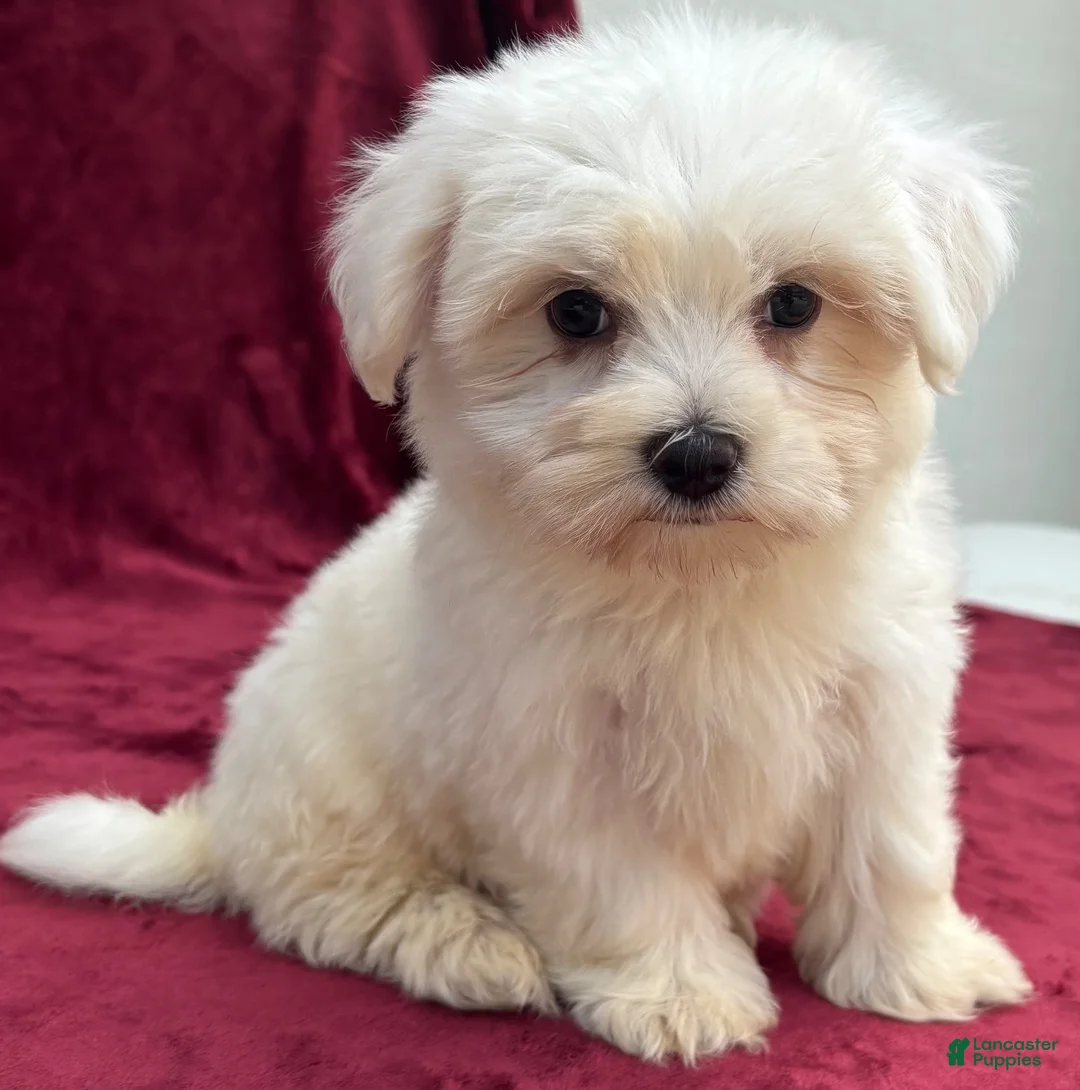 Maltese dogs for sale: Dolly - Ad 2