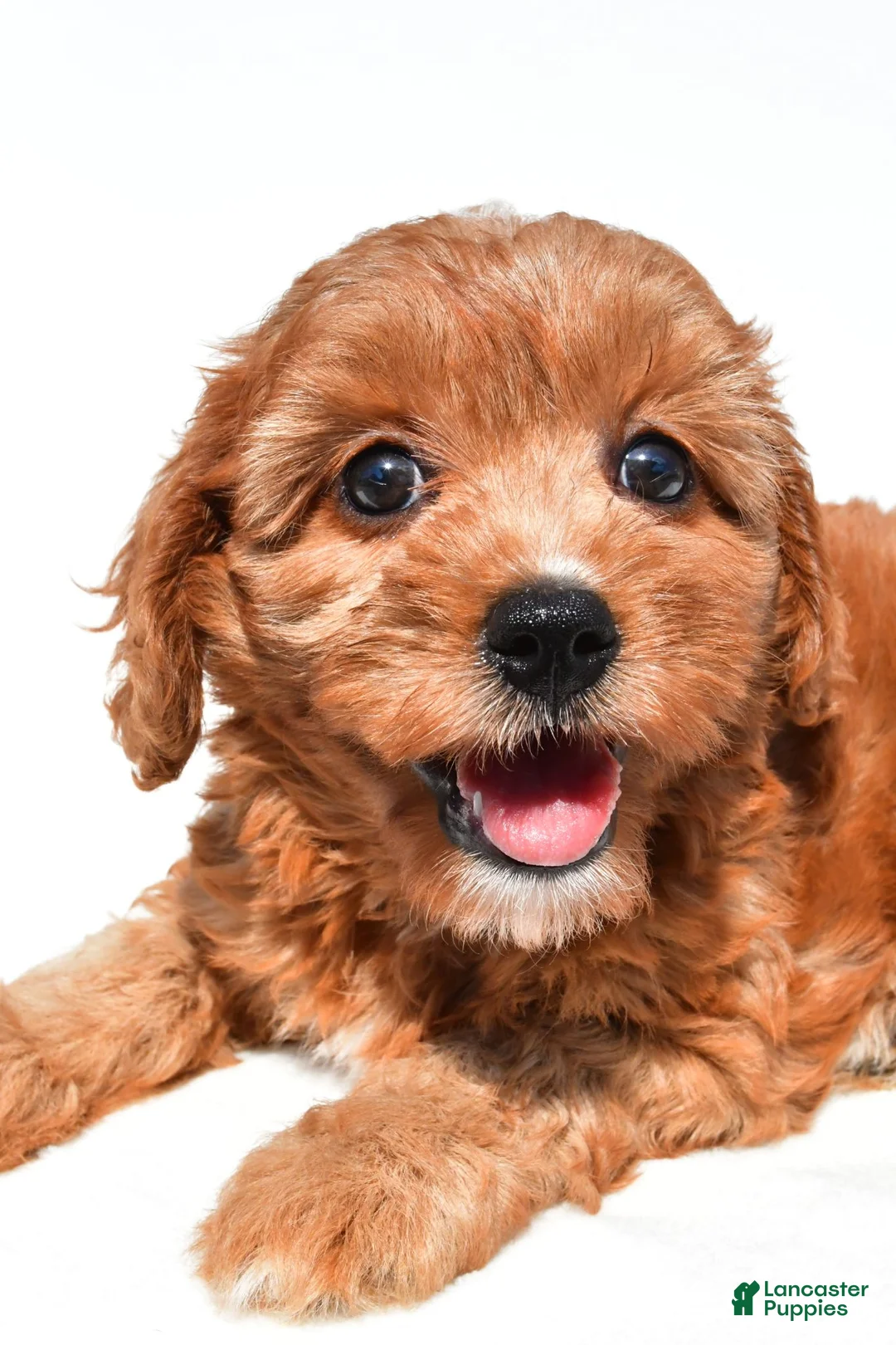 Cavapoo dogs for sale: Liz - Ad 2