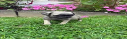 Pug dogs for sale: Honey - Ad 3