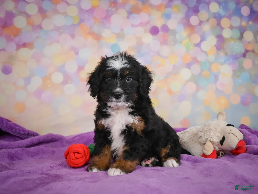 Mini Bernedoodle dogs for sale: Samantha - Ad 2