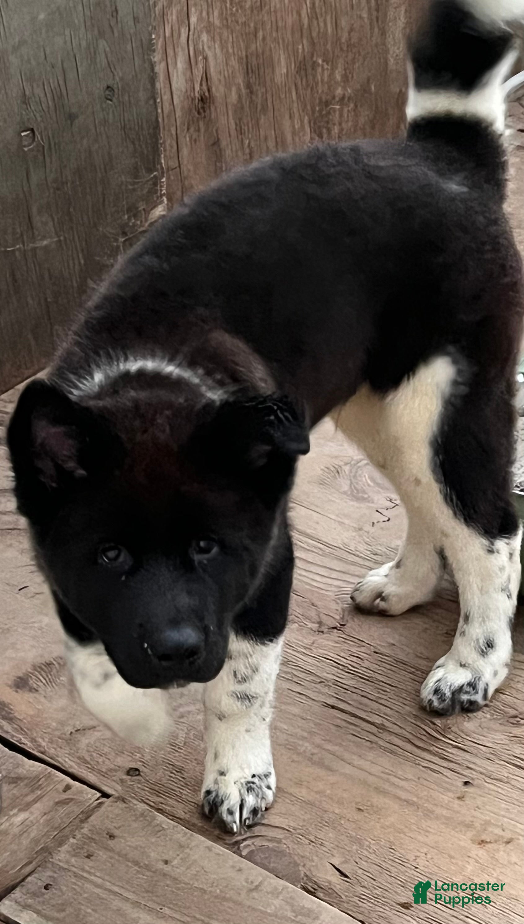 Akita dogs Kotzu - Ad 38
