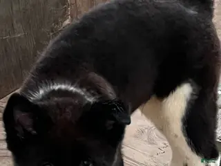 Akita dogs Kotzu - Ad 15