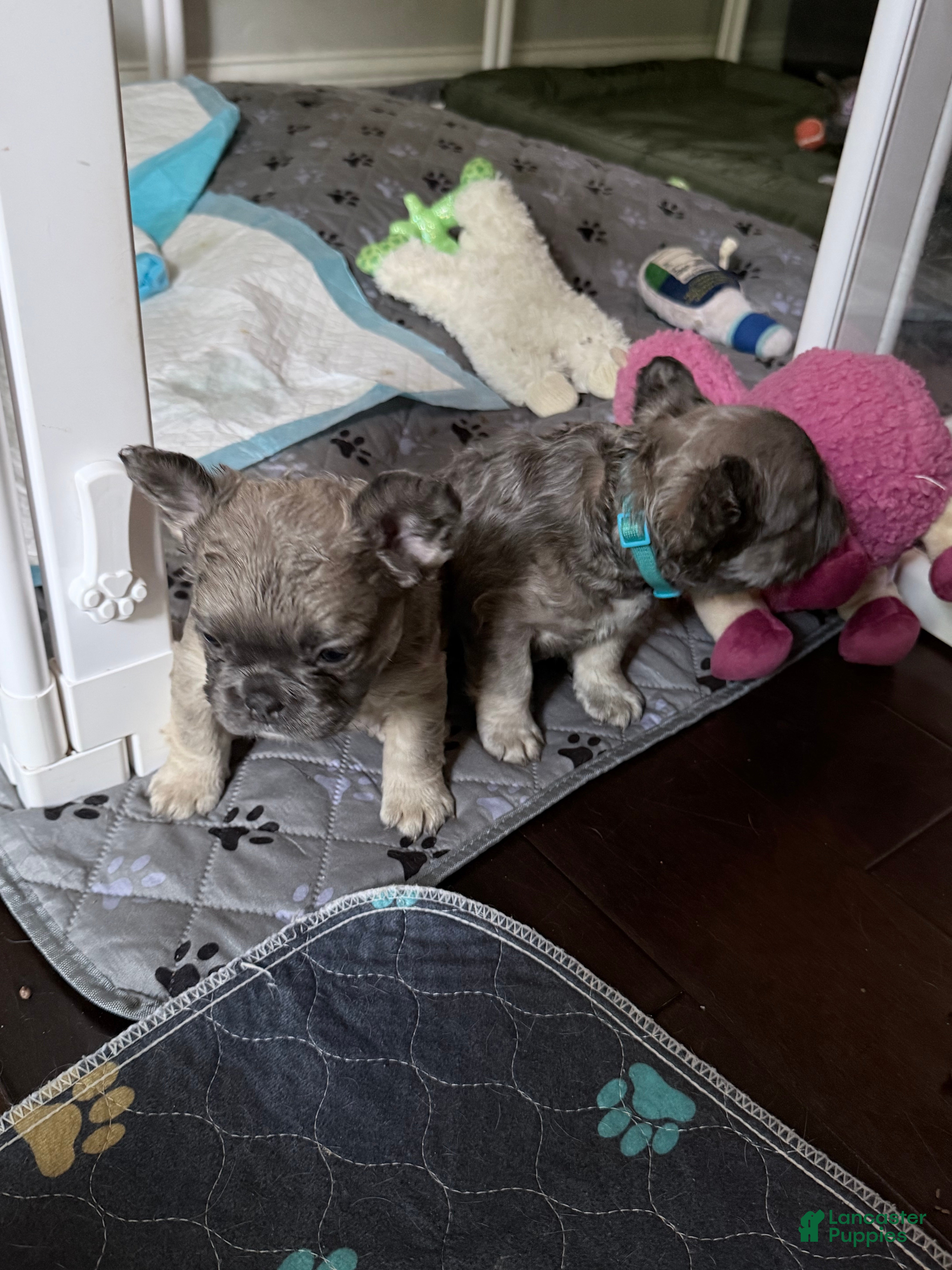 French Bulldog dogs TED E BEAR - Ad 2