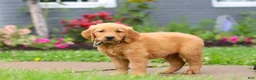 Golden Retriever dogs for sale: Buster - Ad 5
