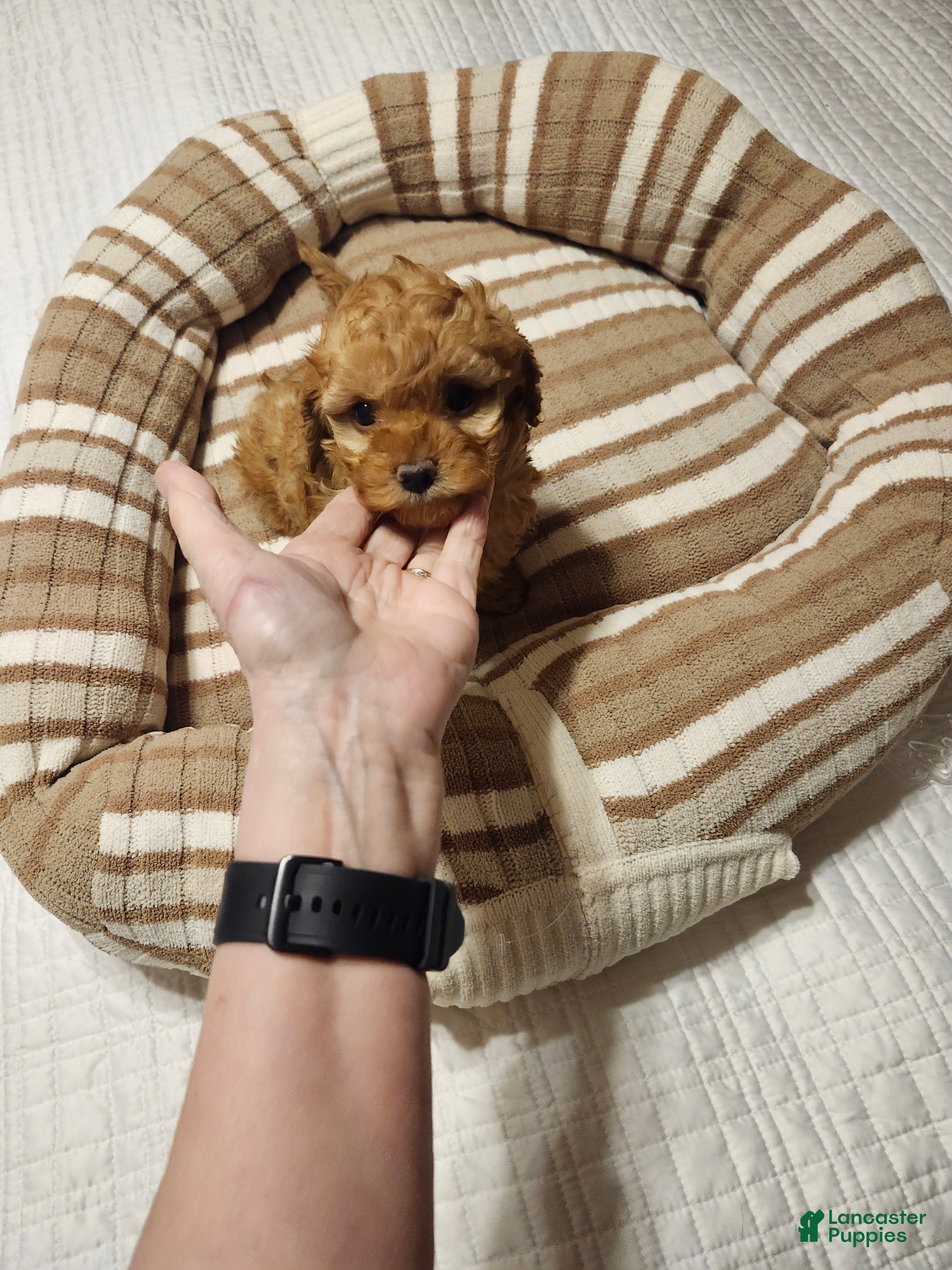 Mini Goldendoodle dogs Mini Goldendoodle Puppy 2 - Ad 31