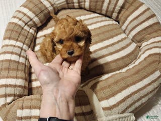 Mini Goldendoodle dogs Mini Goldendoodle Puppy 2 - Ad 31