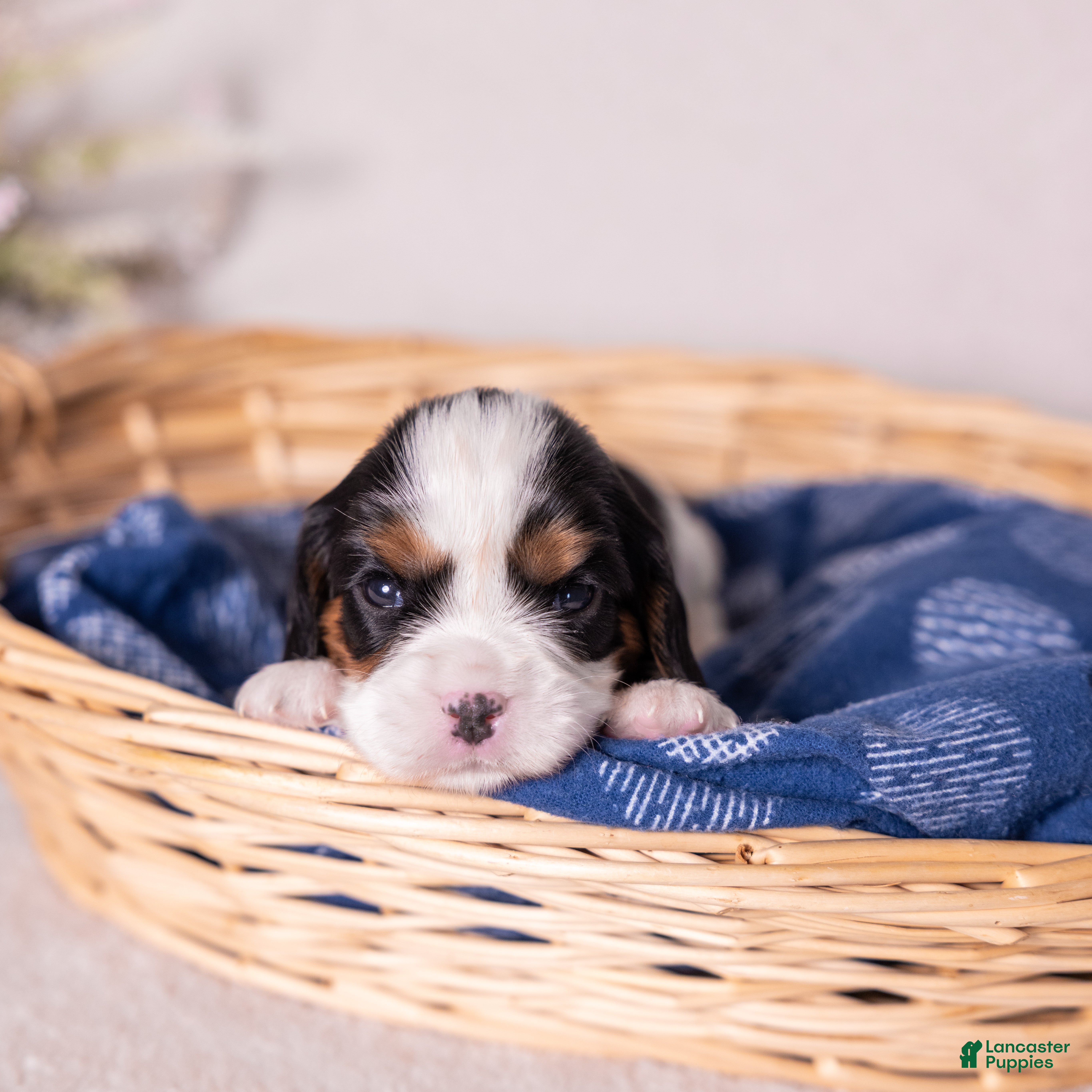 Cavalier King Charles Spaniel dogs Star - Ad 1