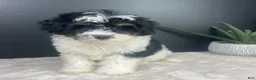 Mini Bernedoodle dogs for sale: Brielle - Ad 6