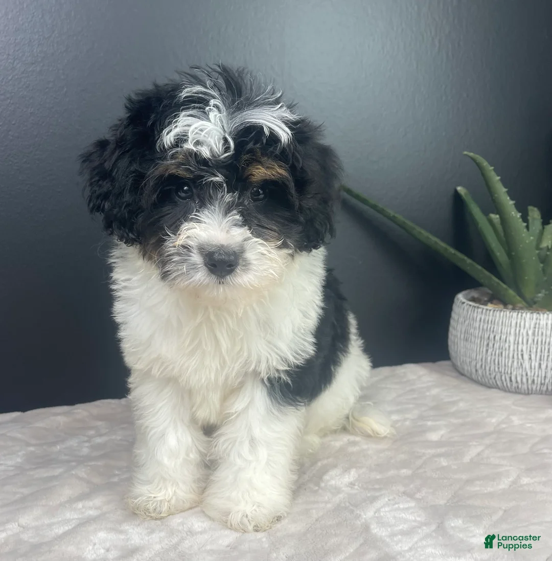 Mini Bernedoodle dogs for sale: Brielle - Ad 6