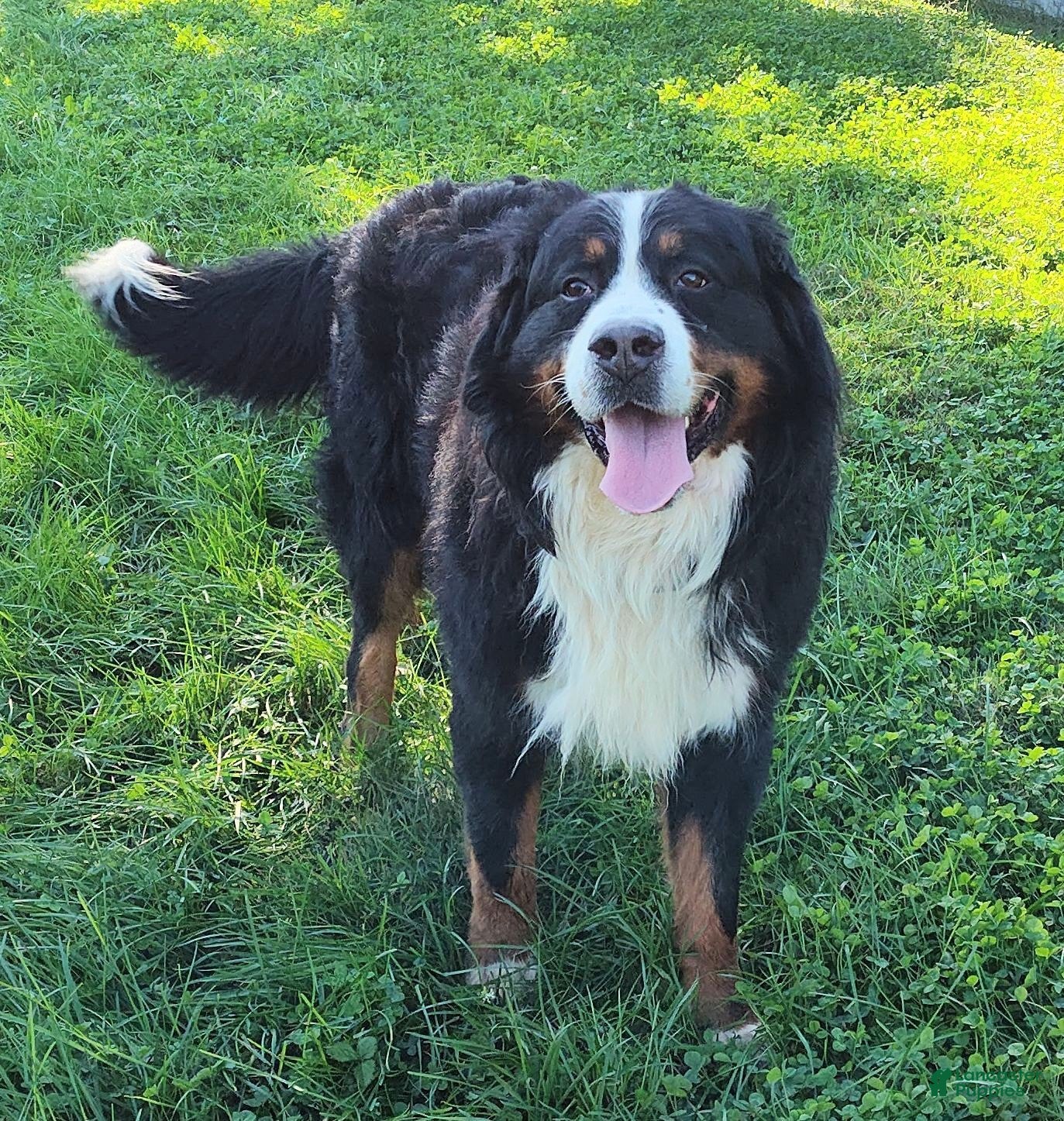 Bernese Mountain Dog dogs Bernese Mountain Dog Puppy 1 - Ad 10