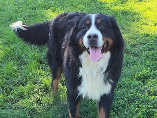 Bernese Mountain Dog dogs Bernese Mountain Dog Puppy 1 - Ad 10