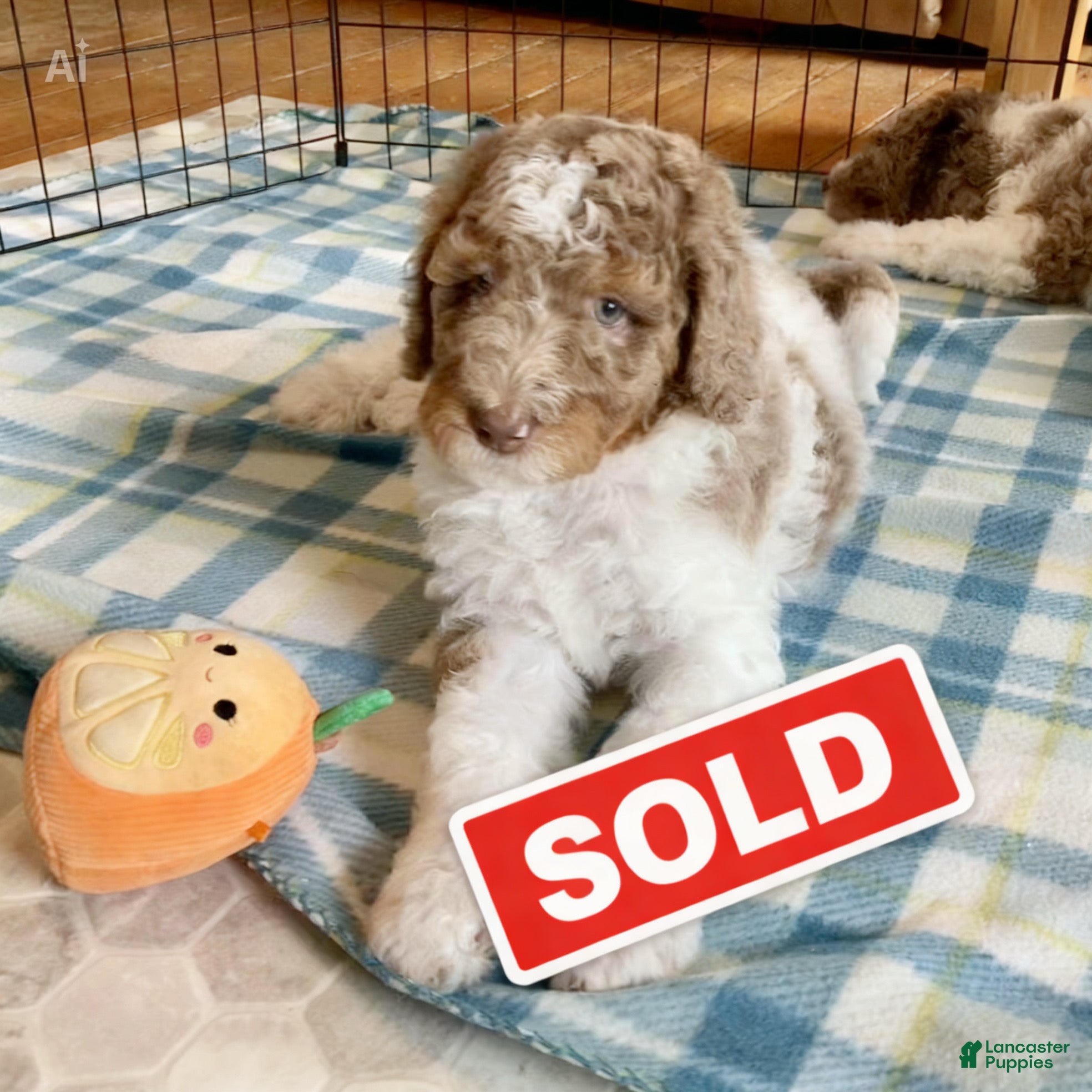 Bernedoodle dogs Ginny - Ad 1