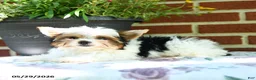 Yorkshire Terrier dogs for sale: Willow - Ad 4