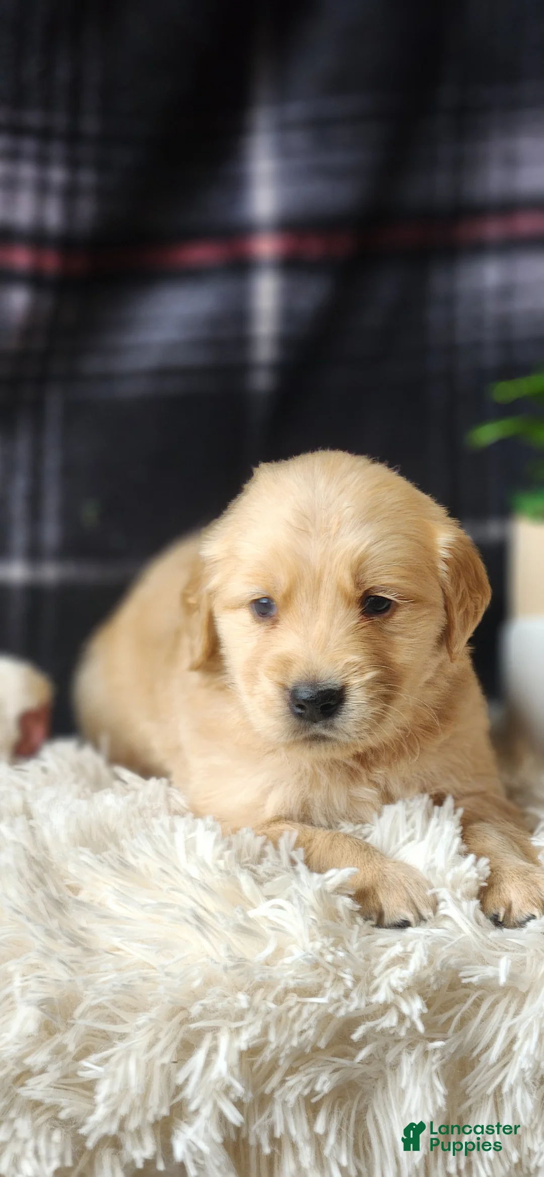 Golden Retriever dogs for sale: Lonnie - Ad 6