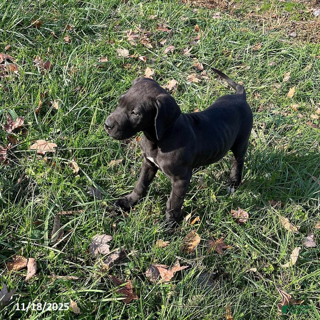 Great Dane dogs for sale: Tippy - Ad 4