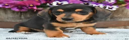 Dachshund dogs for sale: Bingo - Ad 4