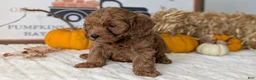 Mini Goldendoodle dogs for sale: Daisy - Ad 6