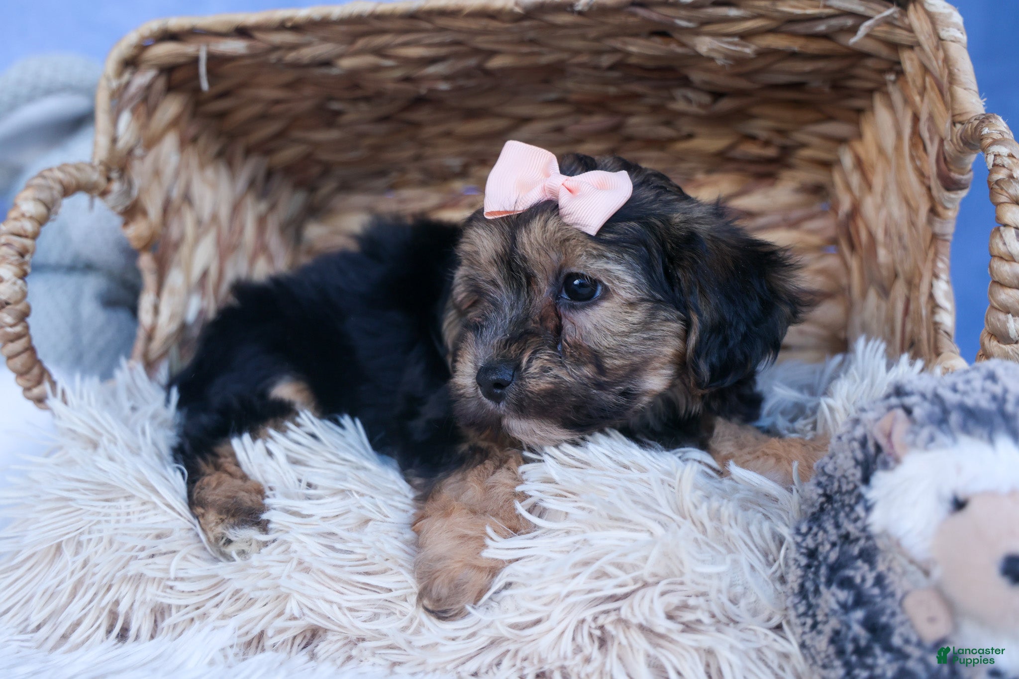 Yochon dogs MAGGIE - Ad 2