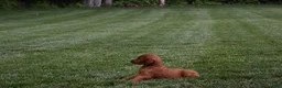 Irish Setter dogs for sale: Willow - Ad 3