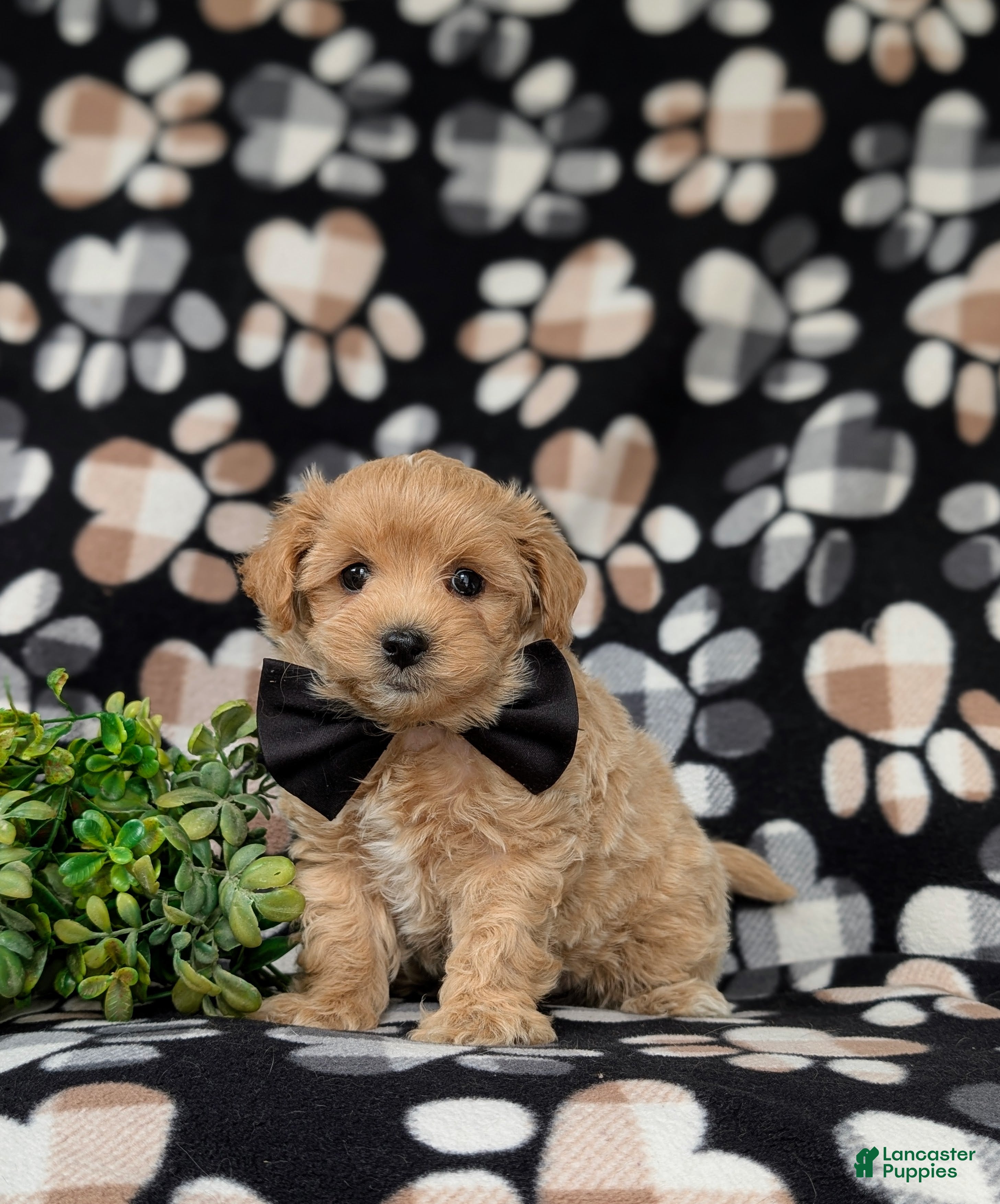 Maltipoo dogs Ryce 6 lbs Full Grown - Ad 2