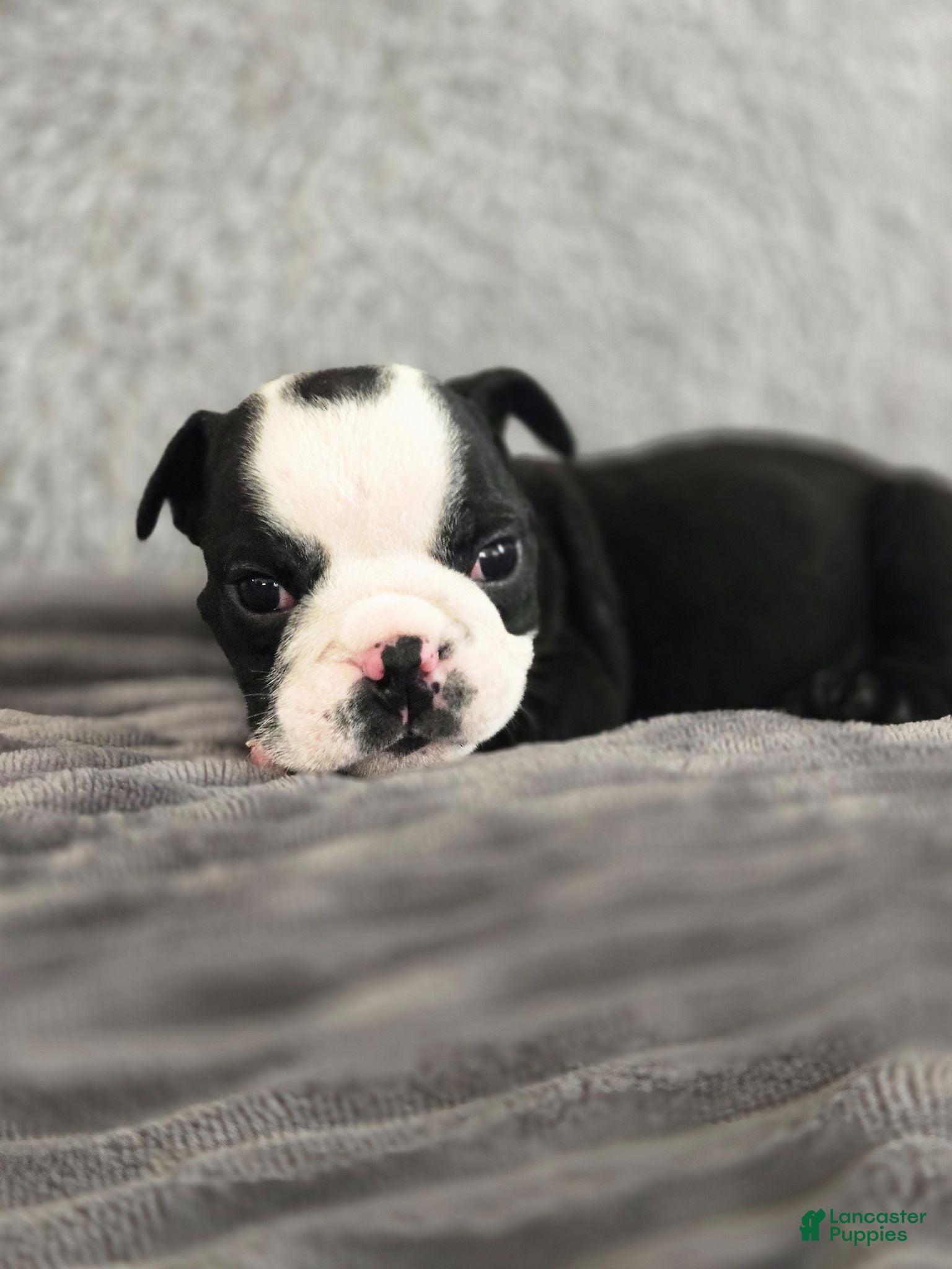 English Bulldog dogs Frank - Ad 2