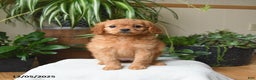Cavapoo dogs for sale: Lola - Ad 4