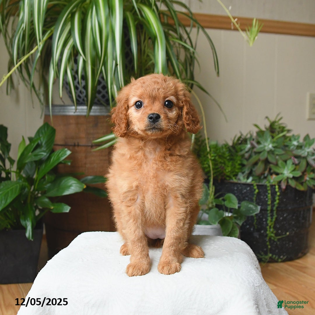 Cavapoo dogs for sale: Lola - Ad 4