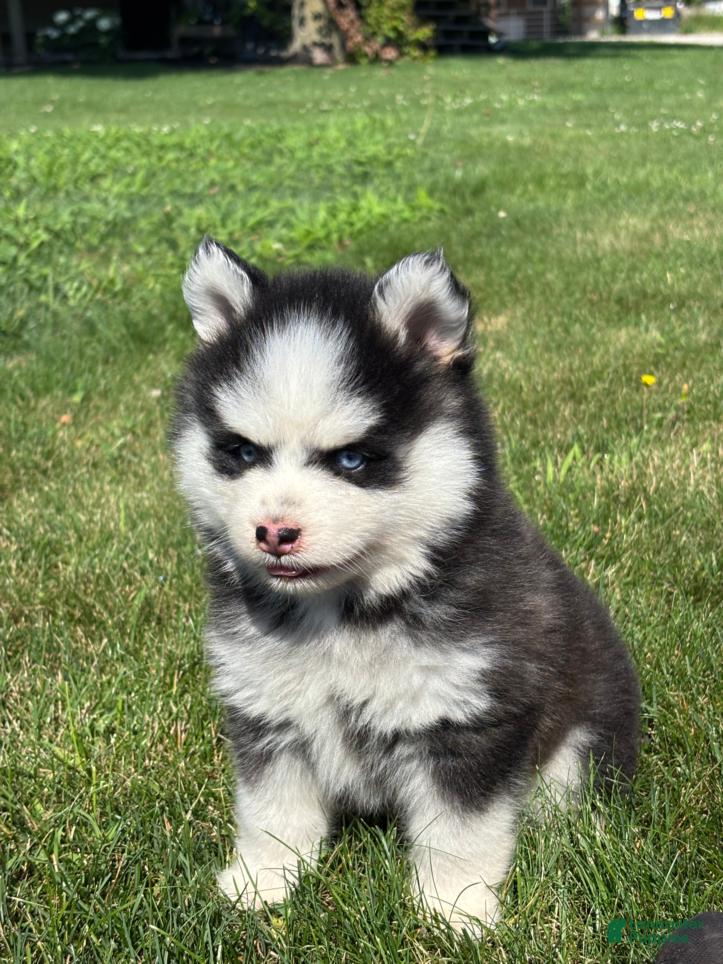 Pomsky dogs Zion - Ad 2