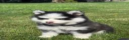 Pomsky dogs for sale: Zion - Ad 2