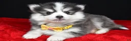 Pomsky dogs for sale: Jake - Ad 2