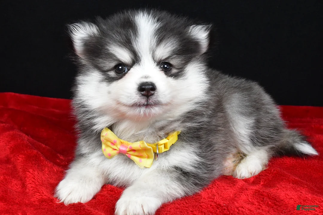 Pomsky dogs for sale: Jake - Ad 2