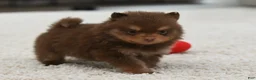 Pomeranian dogs for sale: Reese - Ad 2